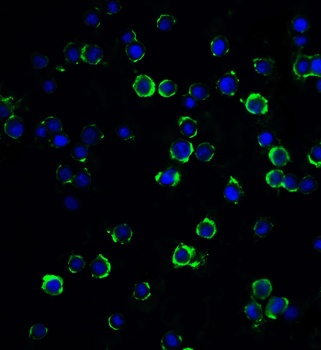 RFX1 Antibody