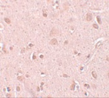 NSA2 Antibody