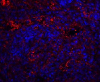 QSOX1 Antibody