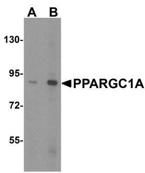 PPARGC1A Antibody