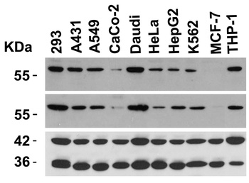 HAVCR1 Antibody