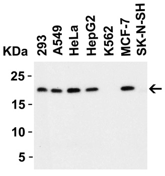 Perp Antibody