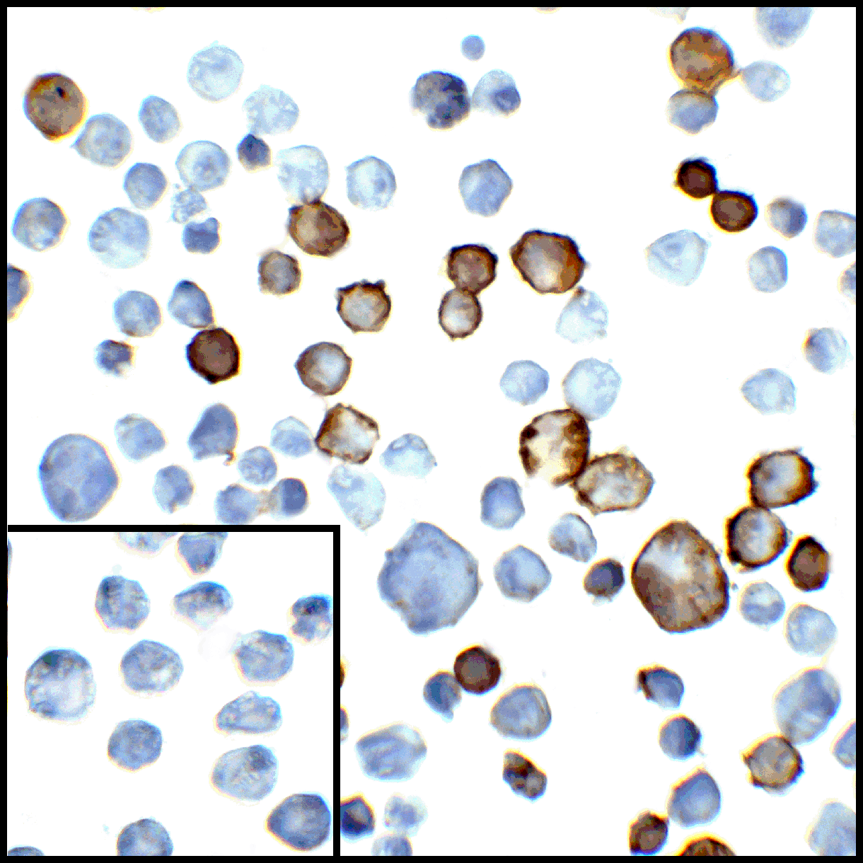 PDL2 Antibody [7C1]