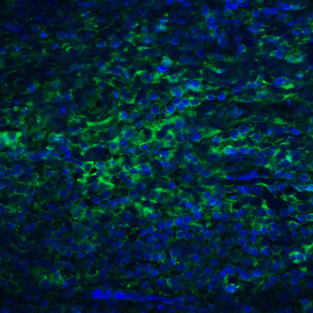 PDL2 Antibody [7C1]