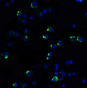 PDCD1 Antibody