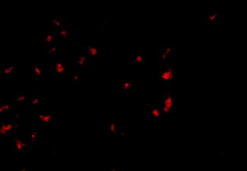 OVGP1 Antibody