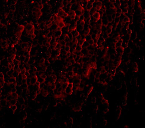 ORAI3 Antibody [2H2G9]