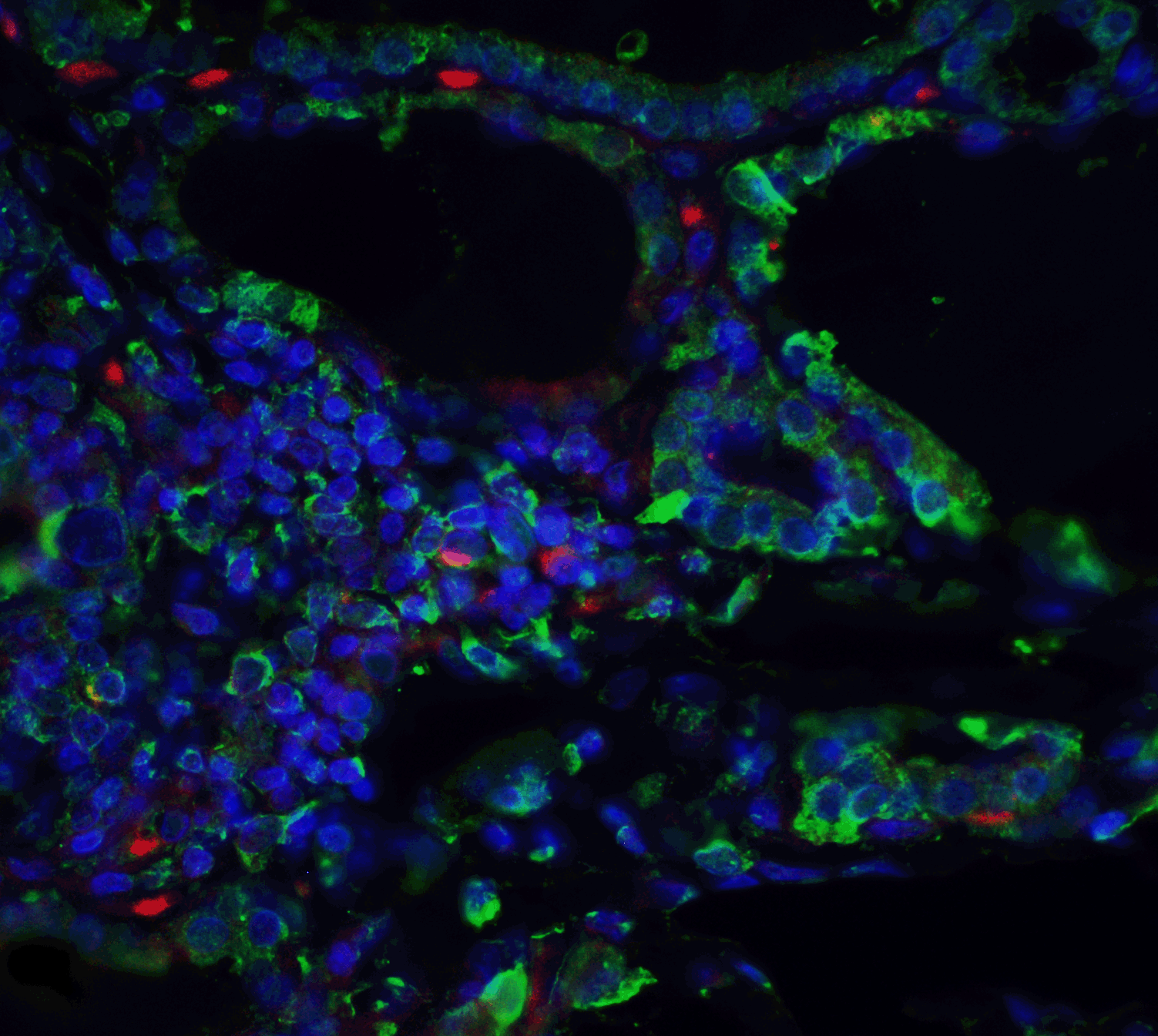 ORAI3 Antibody