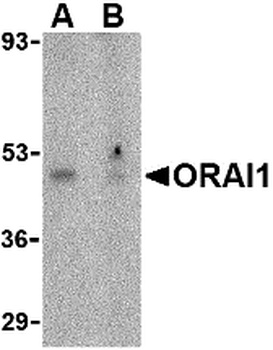 ORAI1 Antibody