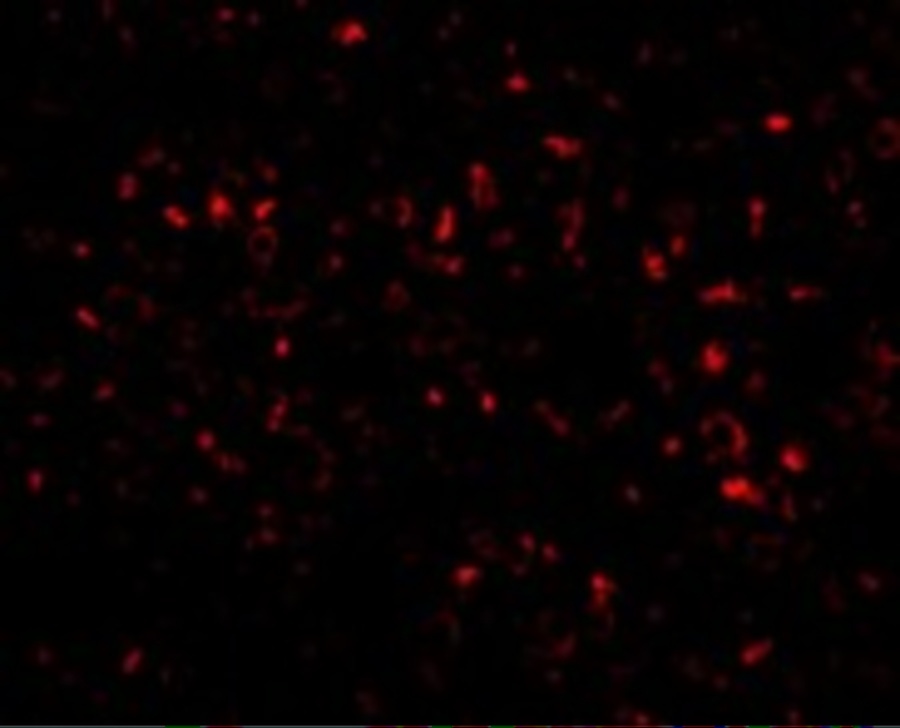 ORAI1 Antibody [6D11A11]