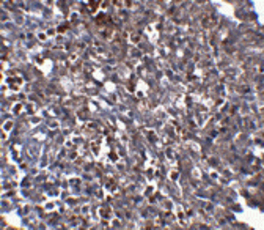 ORAI1 Antibody [6D11A11]