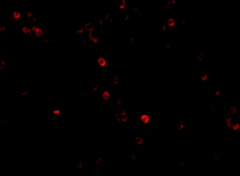 IFIH1 Antibody