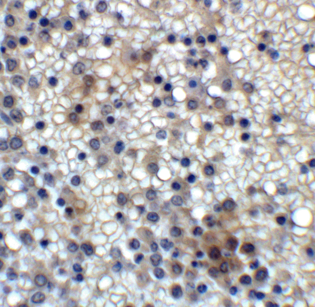 MD-2 Antibody [1A2E3]