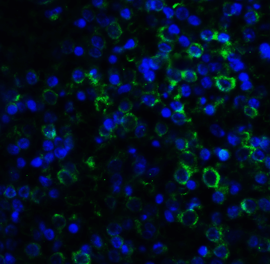 MD-2 Antibody [1A2E3]