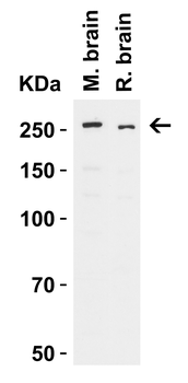 TENM3 Antibody