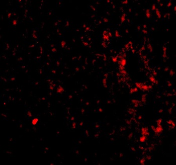 PLXDC1 Antibody