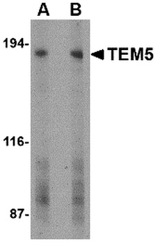 GPR124 Antibody