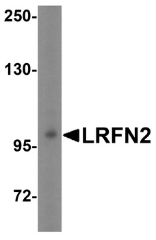 LRFN2 Antibody