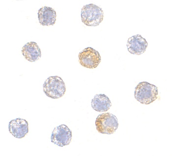 TARDBP Antibody