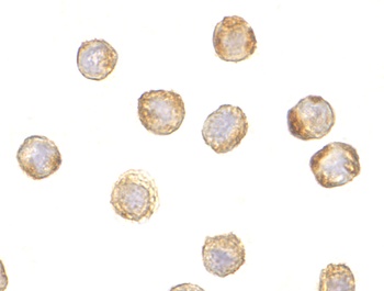 TARDBP Antibody