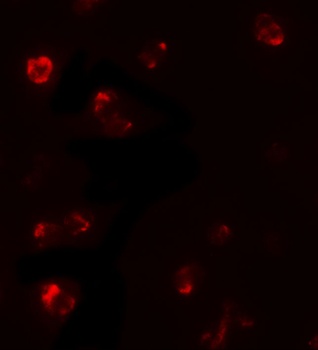 TBX21 Antibody