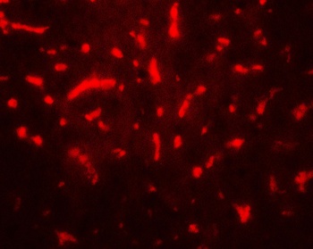 TAF9 Antibody