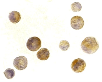 TACI Antibody