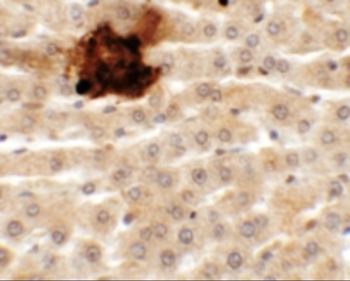SYTL5 Antibody