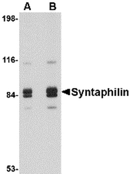 Syntaphilin Antibody