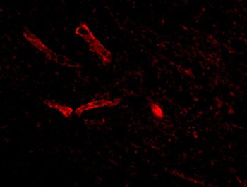 Syntaphilin Antibody