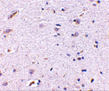 Syntaphilin Antibody