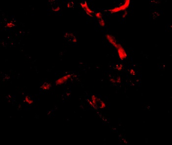 Syntaphilin Antibody