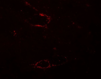 SYNPO2L Antibody