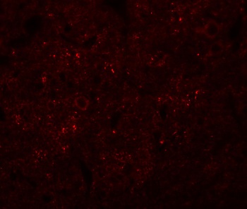 SYNGR3 Antibody