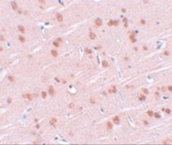 SYNGR1 Antibody