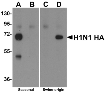 HA Antibody