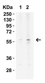 KREMEN2 Antibody