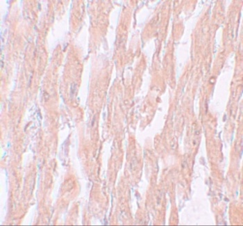 KPNA2 Antibody