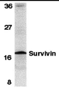 Survivin Antibody