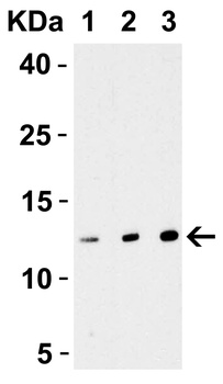 StrepII-tag Antibody