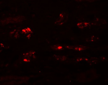 STOX2 Antibody