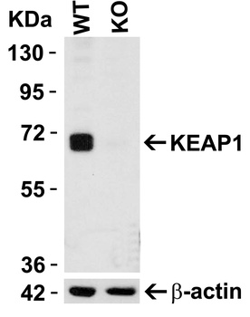 KEAP1 Antibody