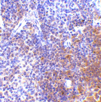 IRF7 Antibody