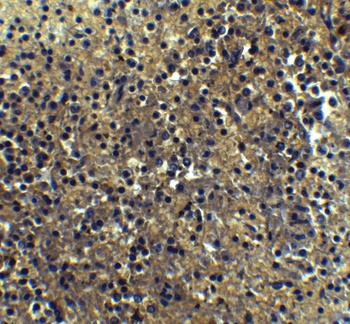 IRF7 Antibody