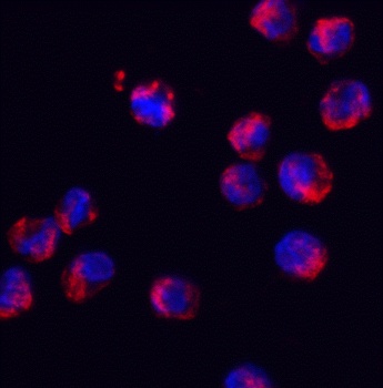 SRSF3 Antibody