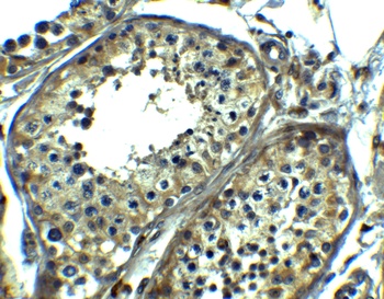 SRPK1 Antibody