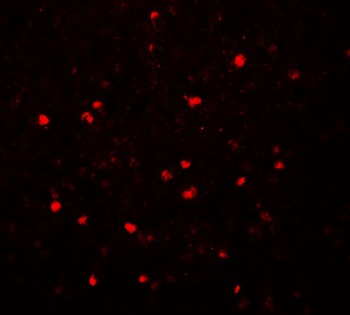 SREBF2 Antibody