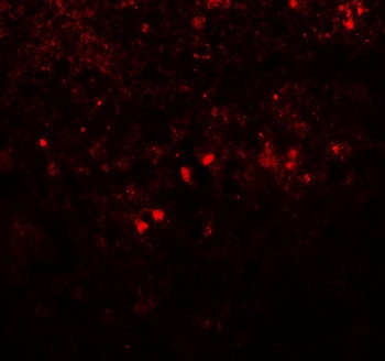 SREBF1 Antibody