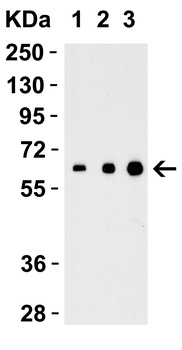 IL-27 Antibody