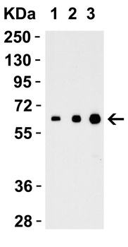 IL27 Antibody